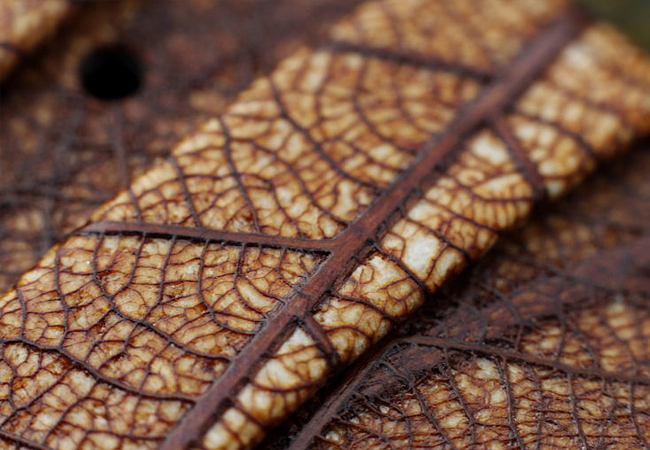 review_leaf_05