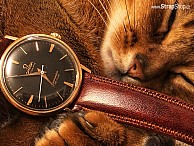 HIRSCH Ascot - hnědá - Omega Seamaster De Ville